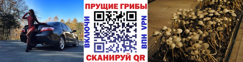 Псилоцибиновые грибы Psilocybine cubensis  где продают наркотики  OMG рабочий сайт  Курган 